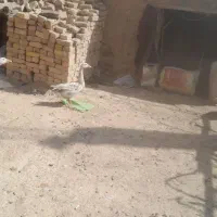 غاز|حیوانات مزرعه|نهاوند, |دیوار