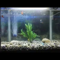 آکواریوم شرکتی شیشه خم|ماهی|قم, مسجد امام حسن|دیوار