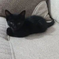 گربه واگزاری|گربه|کهریزک, |دیوار