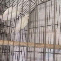 فروش طوطی برزیلی جفت های مولد اوپال و لبینو فیشر|پرنده|اهواز, فدک|دیوار