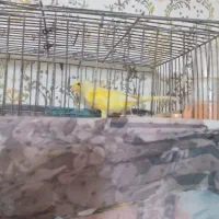 ۵عددقناری یک ماده ۴تانر|پرنده|قیدار, |دیوار