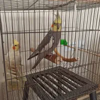 عروس هلندی نر و ماده|پرنده|کامیاران, |دیوار