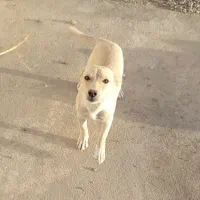 پاکوتاه ماده رایگان واگذار می‌شود