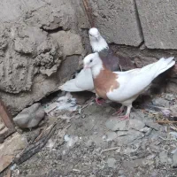 جفت طوقی