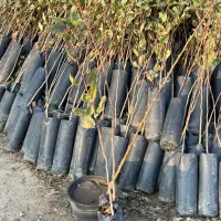 باسلام خدمت دوستان|گل و گیاه طبیعی|صوفیان, |دیوار