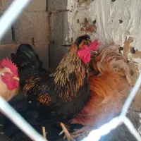 فروش خروس نژاد دار