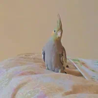 عروس هلندی جفت|پرنده|فولادشهر, C2|دیوار