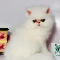 زیباترین گربه های خونگی با تربیت عالی