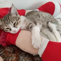 بچه گربه گم شده|گربه|مرند, |دیوار