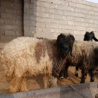 بره تخمی فروشی دو راس کله سیاه ماده
