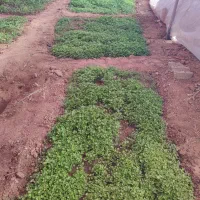 نهال کرفس ریشه‌ای