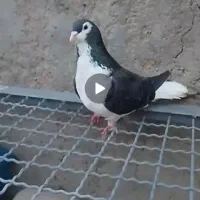 چهار تا کفتر|پرنده|تایباد, |دیوار