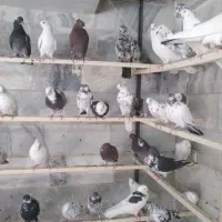 پرنده سرای عمو کاظم|پرنده|چهاردانگه (تهران), |دیوار