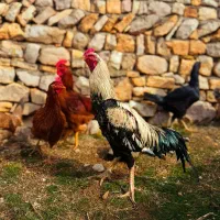 خروس لاری|حیوانات مزرعه|جوانرود, |دیوار