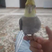 عروس هلندی کاملادستی