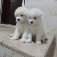 معاوضه توله سگ سفید