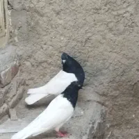 کله سیا کلایی  نرماده یا سرسیا