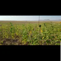 فروش زمین زراعی