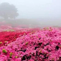 تور یک روزه گلاب گیری کاشان و حمام فین کاشان