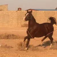 اسب عرب|اسب و تجهیزات اسب‌سواری|اردبیل, |دیوار