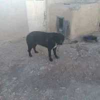 سگ ماده|سگ|سردرود, |دیوار