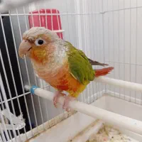 طوطی گرینچیک|پرنده|حمیدیا, |دیوار