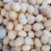 فروش تخم مرغ بومی|خوردنی و آشامیدنی|کاشان, راوند|دیوار
