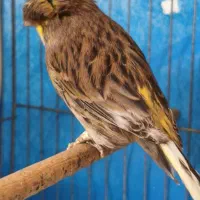 قناری ماده گلاستر|پرنده|اصفهان, امامزاده اسماعیل|دیوار