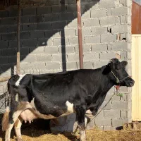 گاو شیری|حیوانات مزرعه|سنگدوین, |دیوار