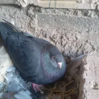 سیاه ماده|پرنده|مبارکه, |دیوار