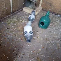 کبوتر|پرنده|راور, |دیوار