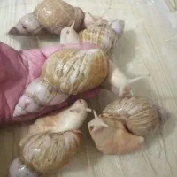 واگذاری حلزون یک جا به تعداد بالا