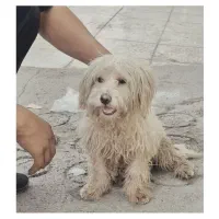 توله سگ نژاد شیتزو