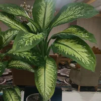 گل و گیاه|گل و گیاه طبیعی|ایذه, |دیوار