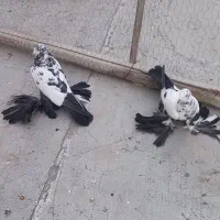 کبوتر|پرنده|تبریز, |دیوار