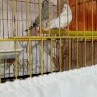 فنج مولدروتخم،باوسایل