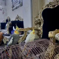 عروس هلندی جفت بالغ