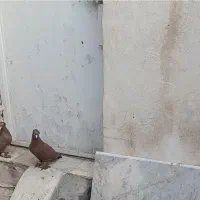 کبوتر|حیوانات|مشهد, کارگران|دیوار