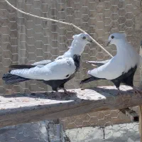کبوتر دمسیاه زیر و رو قزوینی پرشی