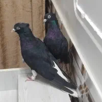کفتر