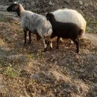 دوعدد میش بابره|حیوانات مزرعه|کاشان, لتحر|دیوار