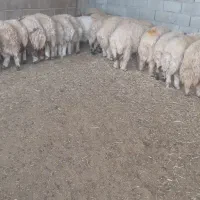 ۲۴ عدد بره صادراتی بفروش میرسید|حیوانات مزرعه|پلدختر, |دیوار