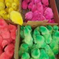 جوجه رنگی اردک