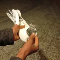 کبوتر