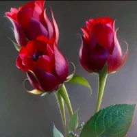 راهنمایی کنید