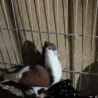 ماده خوشرنگ کاکلی