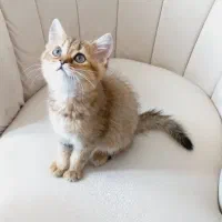 توله گربه چشم زمردی