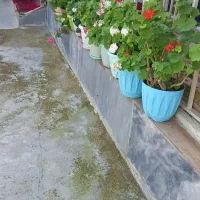 گل طبیعی|گل و گیاه طبیعی|خلخال, |دیوار
