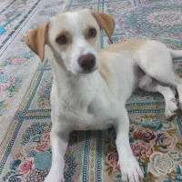 جک راسل