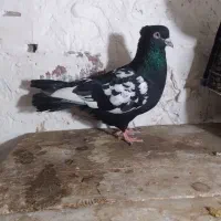 کبوتر طوقی و سینه و ساده مسافتی